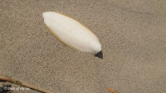 Which marine animal is this? Has it got any unique abilities?
