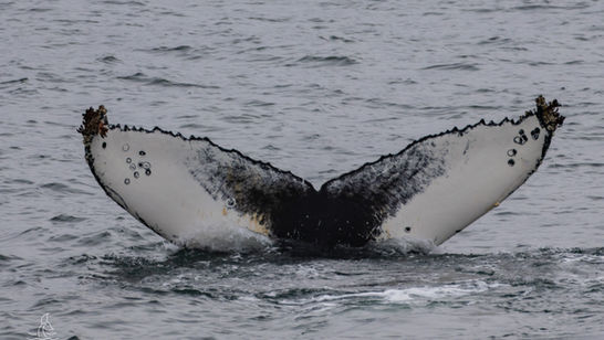 Humpback whale fluke