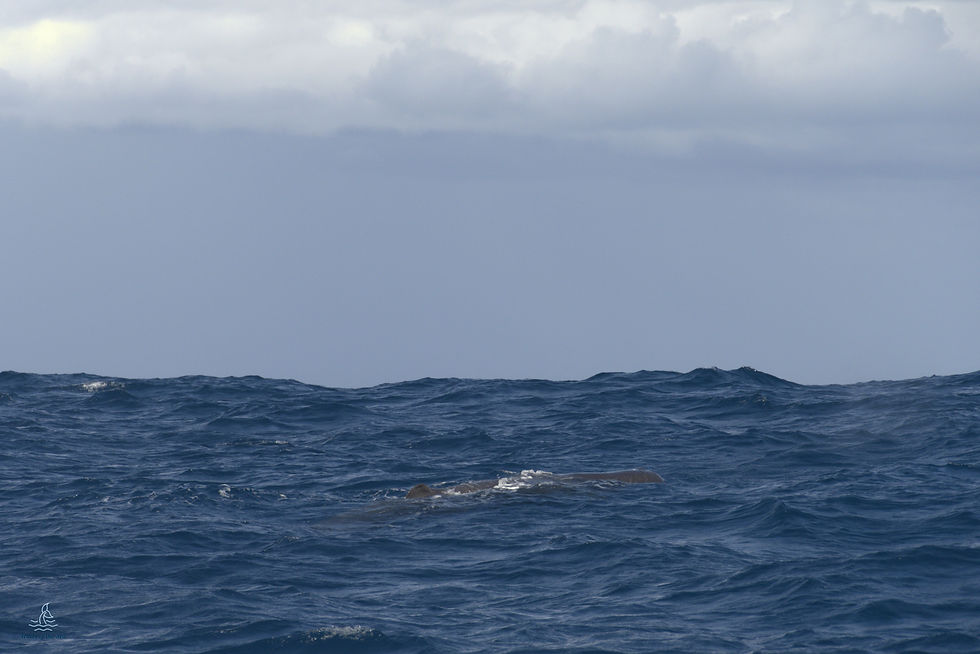 Sperm whale resting at sea surface