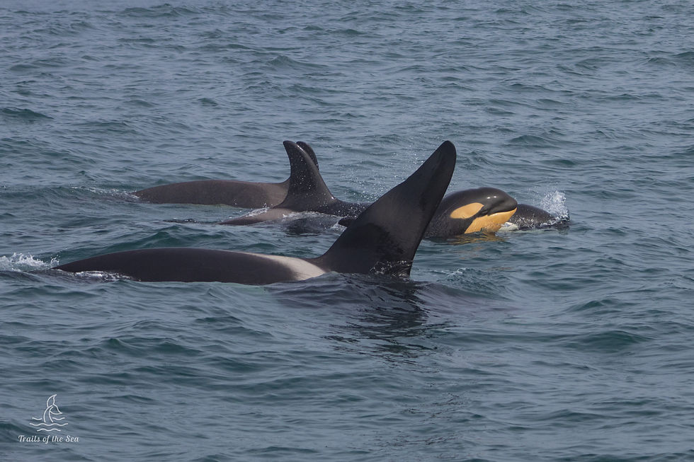 Baby orca