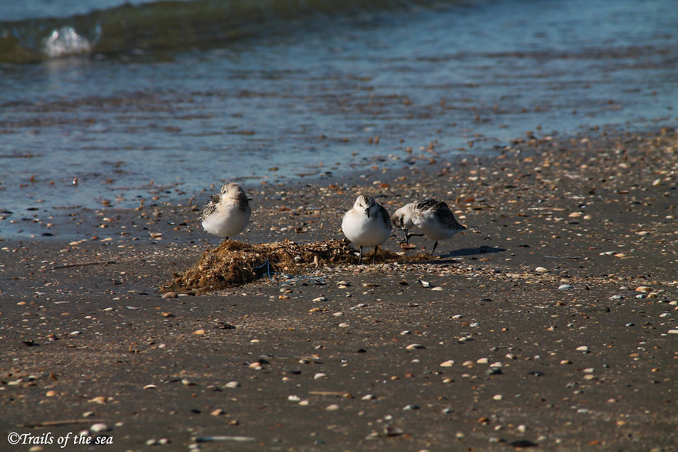 three little sanderlings one sleeping, one watching and one cleaning