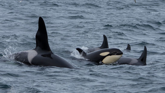 Group of orca