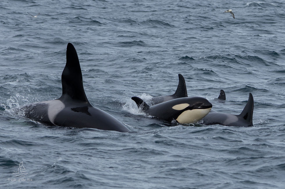 Matriline of orca