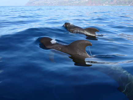 The Canary Islands - a cetacean hotspot