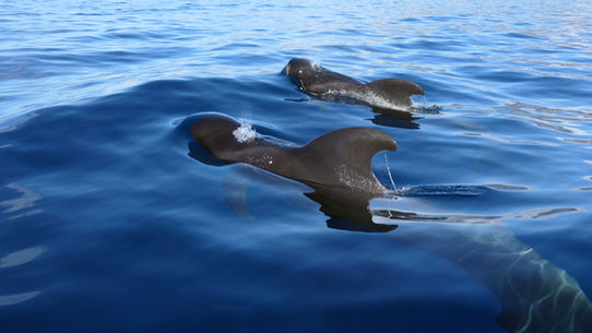 The Canary Islands - a cetacean hotspot