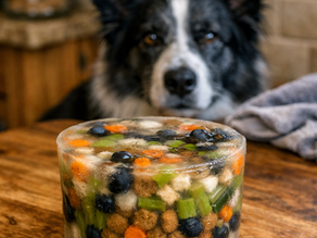 How to Make a Tasty Ice Block for Your Dog