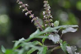 Miniatura: Hoja de Tulsi fresca, planta sagrada. Imagen del ingrediente natural