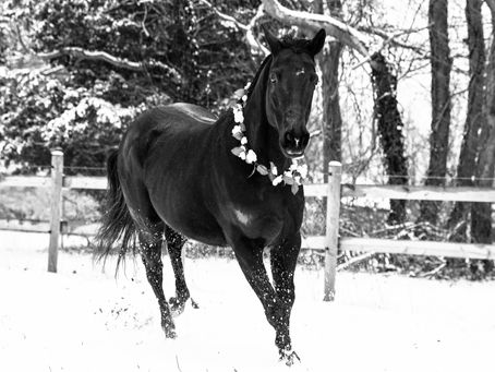 Horse Photography Cumberland County, NJ Photographer