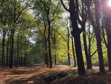 De biodiversiteit is in gevaar