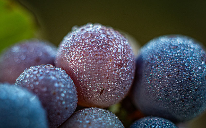 Grapes_1080.jpg