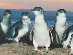 La parata dei pinguini a Phillip Island
