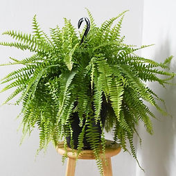house-plants-thd100003-c3_600.jpeg