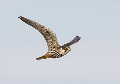 Vluchtfoto Boomvalk.