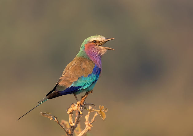 Lilac-breasted Roller (Vorkstaarscharrelaar)