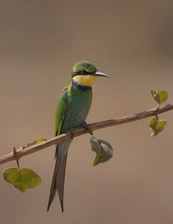 Blue Cheeked Bee-eater (Groene Bijeneter)
