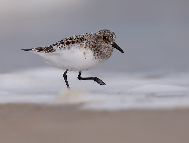 Vogelfotografie, Drieteenstrandloper.
