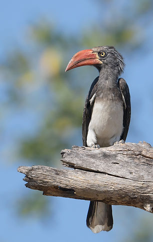 Crowned Hornbill (Kuiftok)
