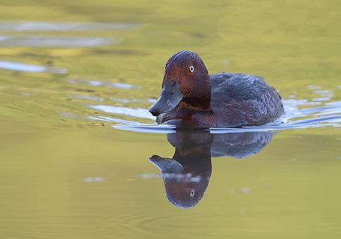 Vogelfotografie Hongarije, Witoogeend.
