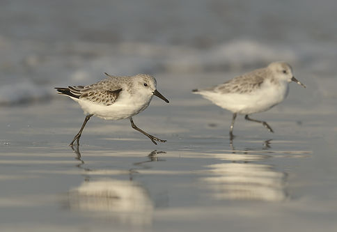 Drieteenstrandlopers rennen langs de kust van Terschelling.