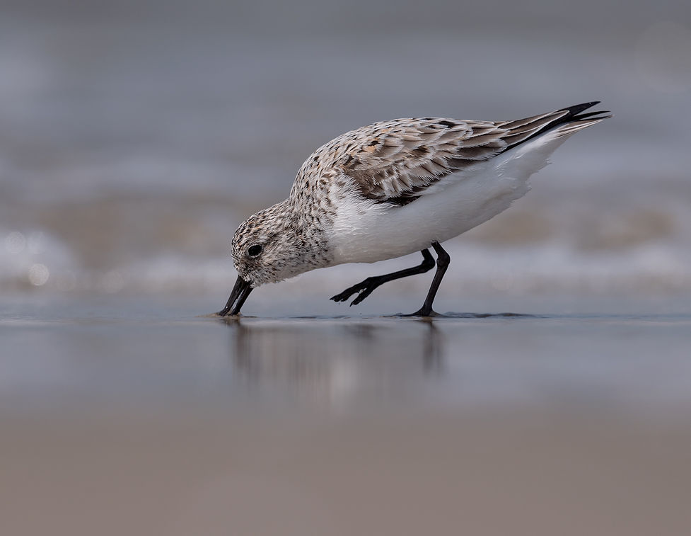 Vogelfotografie, Drieteenstrandloper.