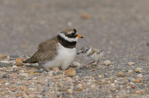 Vogelfotografie Texel. Bontbekplevier.