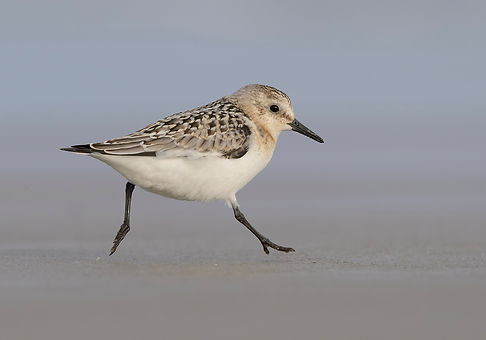Drieteenstrandlopers rennen langs de kust van Terschelling.