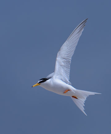 Vogelfotografie Dwergstern