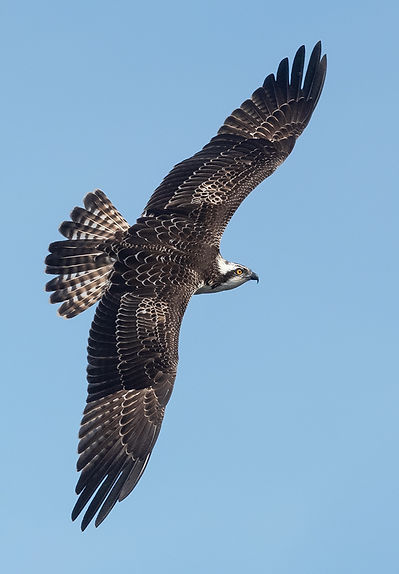 Vogelfotografie Bird in flight Visarend.