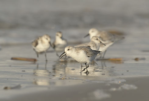Drieteenstrandlopers rennen langs de kust van Terschelling.