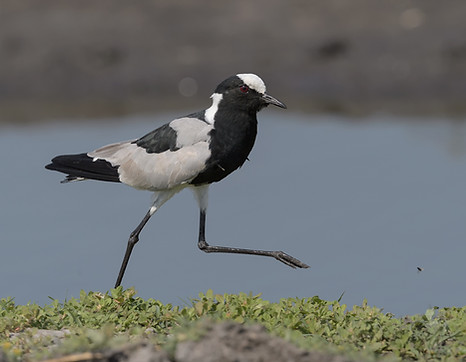Vogelfotografie Smidsplevier.