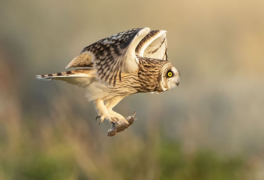 Vogelfotografie Velduil