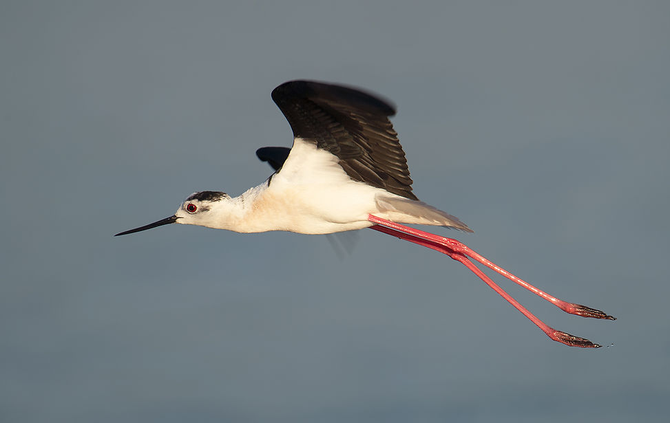 Vogelfotografie Lesbos, Steltkluut.