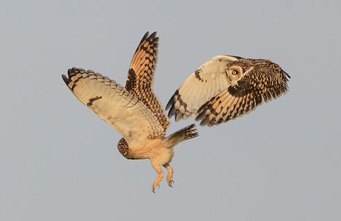 Vogelfotografie Veldluil