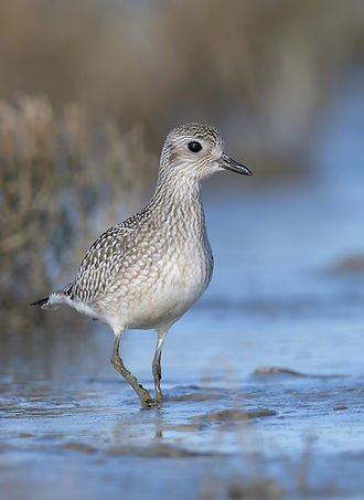 Zilverplevier gefotografeerd op het wad.