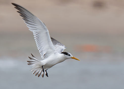 Vogelfotografie Koningsstern