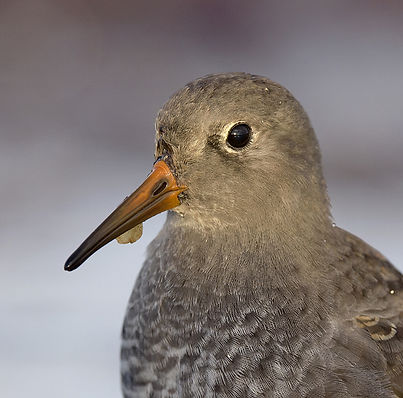 Paarse Strandloper gefotograeerd op IJsland.