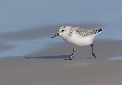 Drieteenstrandlopers rennen langs de kust van Terschelling.