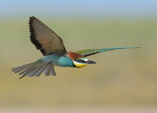 Vogelfotografie, Bijeneter