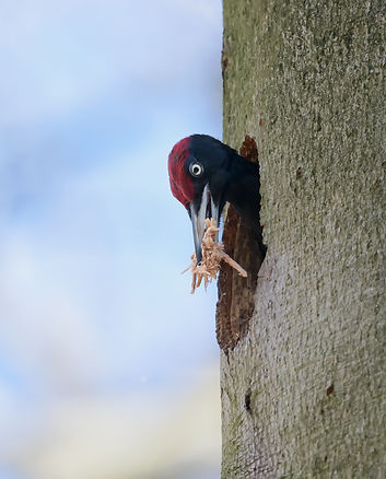 Vogelfotografie, Zwarte Specht