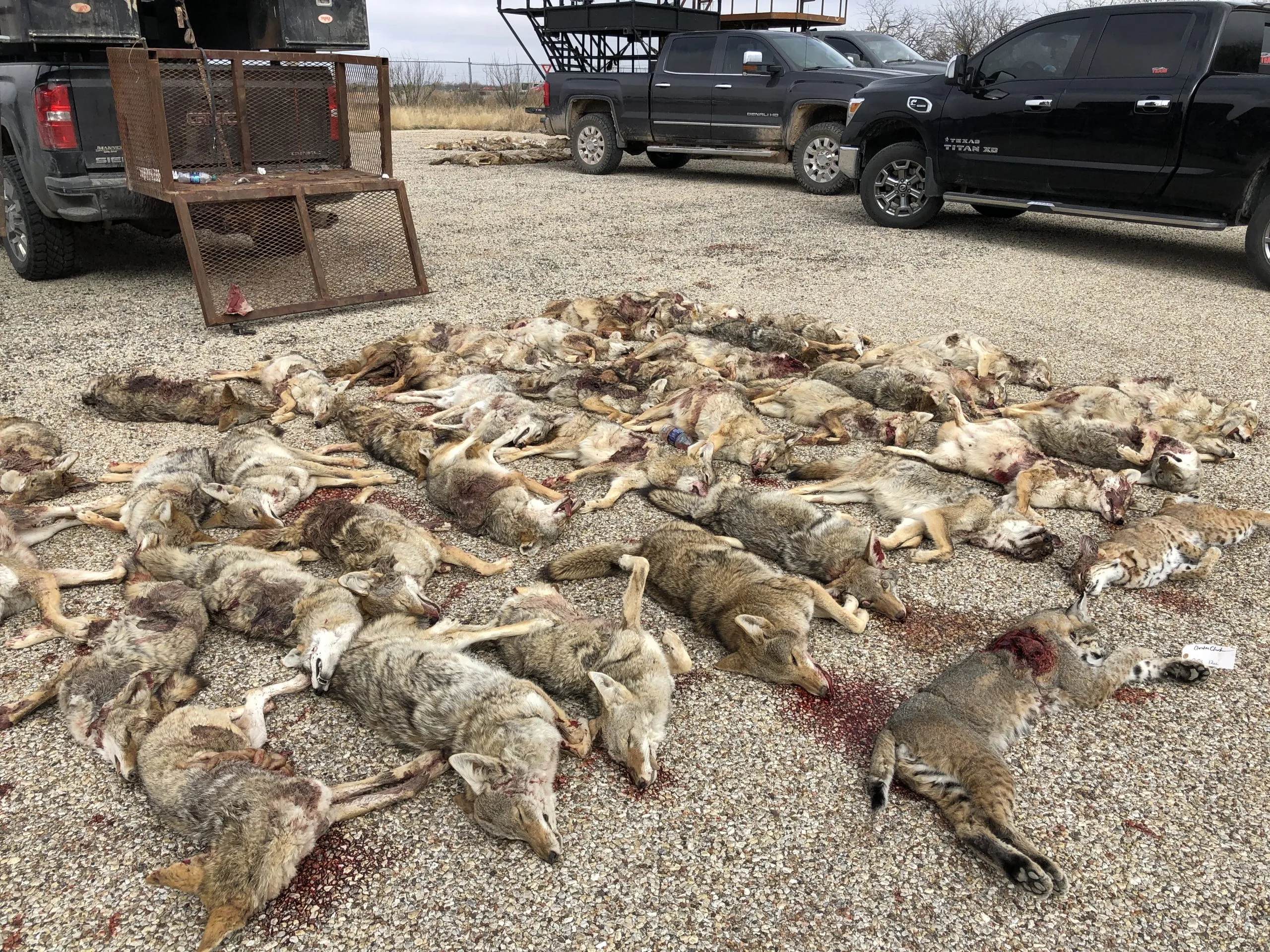 dead wildlife, killing contest, Bold Visions Conservation