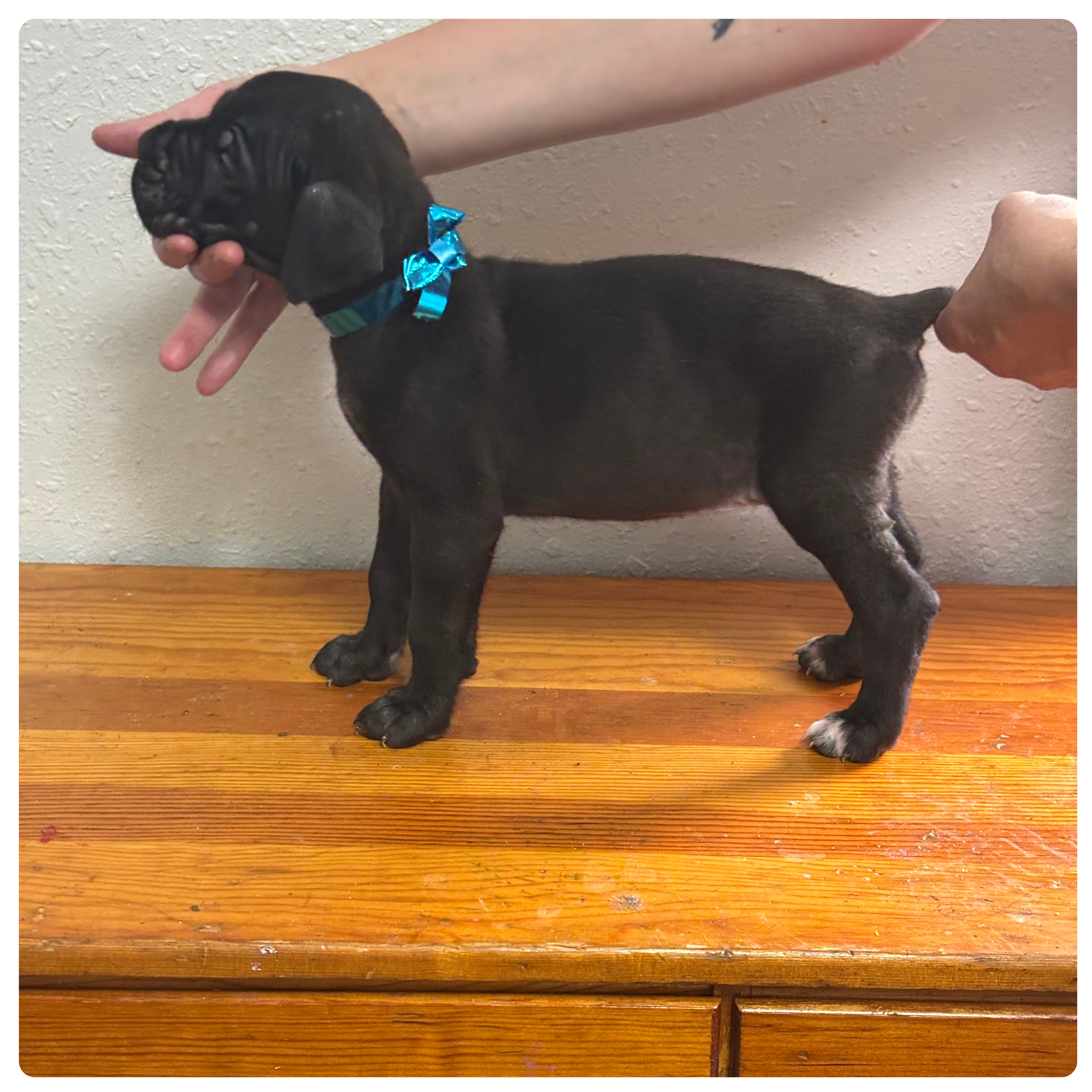 Cane Corso Puppy Reservation Deposit – Light Blue Collar Male