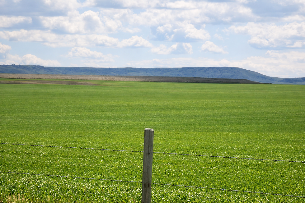 Bright green field behind a wire fence, with distant blue hills under a cloudy sky, calm rural landscape