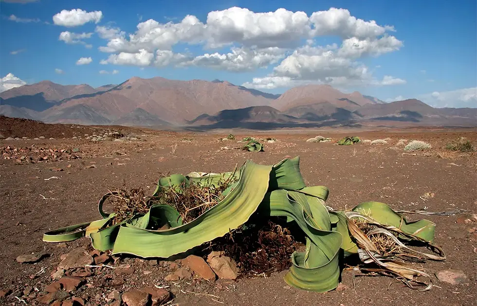 Welwitschia Mirabilis