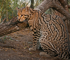 OCELOT_2.6.5_2.6.5 (smaller).jpg