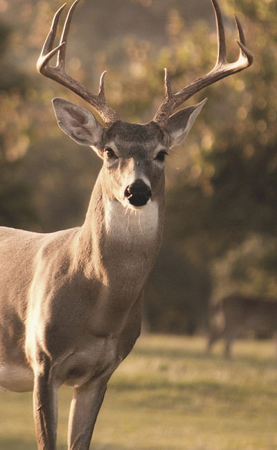 In New Braunfels, Texas, the deer often