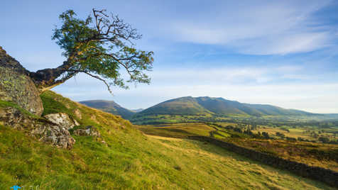 Tewet Tarn Lone Tree.jpg