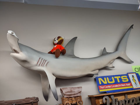 riding shark.jpg