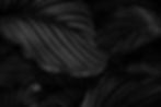 calathea-orbifolia-natural-leaves-background.jpeg