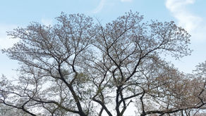 お花見の会を開きました