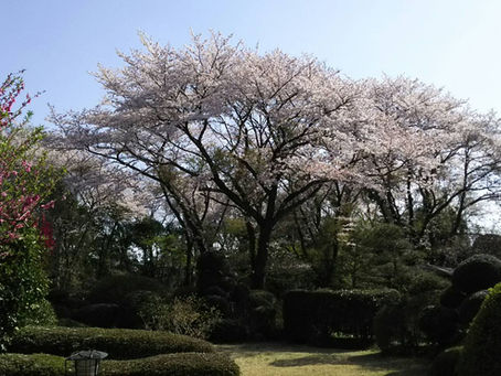 桜、さくら、サクラ